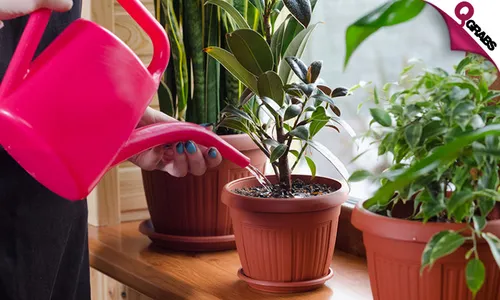 Interior Plant Care Online Course!